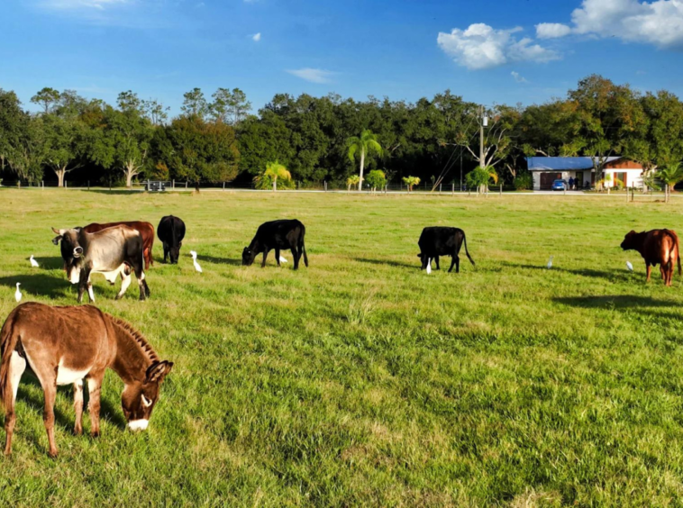 Sarasota, Floride | Luxury Real Estate