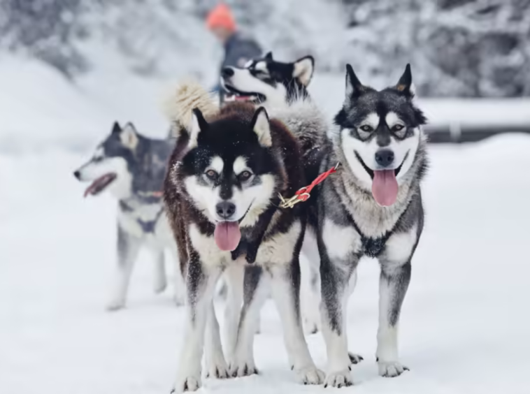 CHIENS DE TRAÎNEAUX