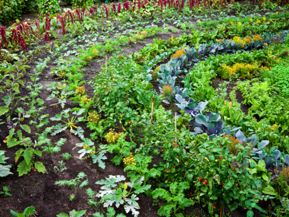 Potager Permaculture