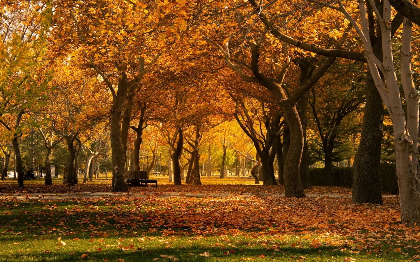 Déco d’Automne 2025