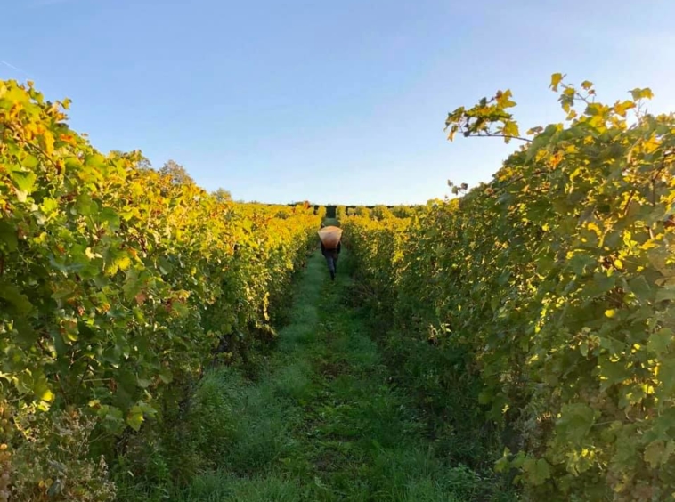 Château Le Rosey - Vignobles - 1183 Bursins - Switzerland